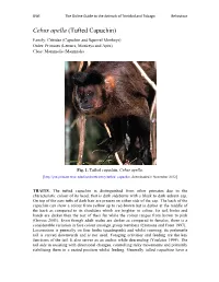 Cebus Apella (Tufted Capuchin)