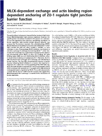 Dependent Anchoring of ZO-1 Regulate Tight Junction Barrier Function