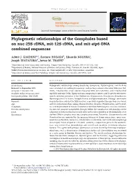 Phylogenetic Relationships of the Gomphales Based on Nuc-25S-Rdna, Mit-12S-Rdna, and Mit-Atp6-DNA Combined Sequences