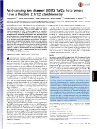 Acid-Sensing Ion Channel (ASIC) 1A/2A Heteromers Have a Flexible 2:1/1:2 Stoichiometry