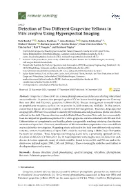 Detection of Two Different Grapevine Yellows in Vitis Vinifera Using