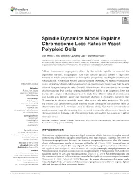 Spindle Dynamics Model Explains Chromosome Loss Rates in Yeast Polyploid Cells