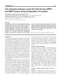 The Interplay Between Cyclin-B-Cdc2 Kinase (MPF)