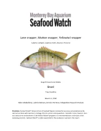 Lane Snapper, Mutton Snapper, Yellowtail Snapper Brazil