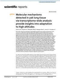 Molecular Mechanisms Detected in Yak Lung Tissue Via Transcriptome