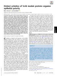 Distinct Activities of Scrib Module Proteins Organize Epithelial Polarity