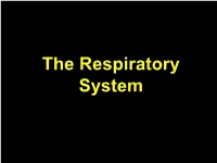 The Respiratory System RESPIRATORY SYSTEM