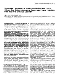 Corticospinal Terminations in Two New-World Primates: Further Evidence That Corticomotoneuronal Connections Provide Part of the Neural Substrate for Manual Dexterity