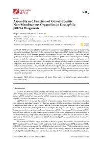 Assembly and Function of Gonad-Specific Non-Membranous