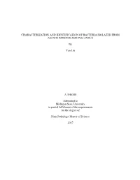 Characterization and Identification of Bacteria Isolated from Lolium Perenne and Poa Annua