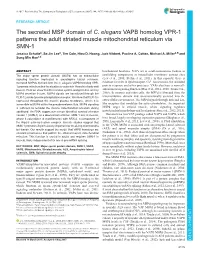 The Secreted MSP Domain of C. Elegans VAPB Homolog VPR-1 Patterns the Adult Striated Muscle Mitochondrial Reticulum Via SMN-1