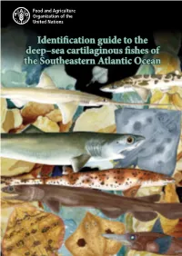 Identification Guide to the Deep-Sea Cartilaginous Fishes Of
