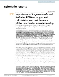 Importance of Angomonas Deanei KAP4 for Kdna
