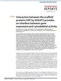 Interaction Between the Scaffold Proteins CBP by IQGAP1 Provides