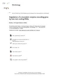 Regulation of a Muralytic Enzyme-Encoding Gene by Two Non-Coding Rnas