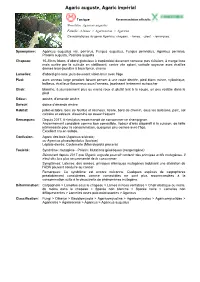 Agaric Auguste, Agaric Impérial