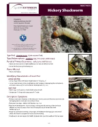 Hickory Shuckworm