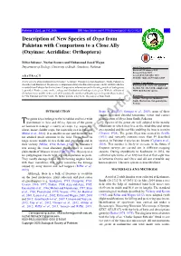 Description of New Species of Oxya from Pakistan with Comparison to a Close Ally (Oxyinae: Acrididae: Orthoptera)