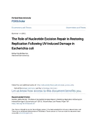 The Role of Nucleotide Excision Repair in Restoring Replication Following UV-Induced Damage in Escherichia Coli