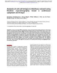 Analysis of Cell-Cell Bridges in Haloferax Volcanii Using Electron Cryo-Tomography Reveal a Continuous Cytoplasm and S-Layer