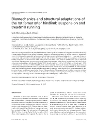 Biomechanics and Structural Adaptations of the Rat Femur After Hindlimb Suspension and Treadmill Running