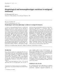 Morphological and Immunophenotypic Variations in Malignant Melanoma