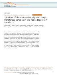 Structure of the Mammalian Oligosaccharyl-Transferase Complex