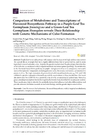 Comparison of Metabolome and Transcriptome of Flavonoid