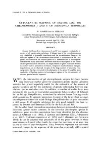 Cytogenetic Mapping of Enzyme Loci on Chromosomes J and U of Drosophila Subobscura