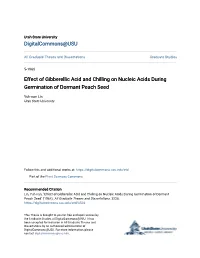 Effect of Gibberellic Acid and Chilling on Nucleic Acids During Germination of Dormant Peach Seed