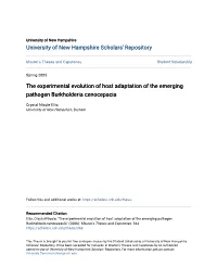 The Experimental Evolution of Host Adaptation of the Emerging Pathogen Burkholderia Cenocepacia