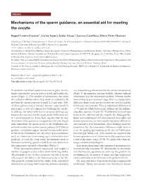 Mechanisms of the Sperm Guidance, an Essential Aid for Meeting the Oocyte