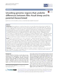 Unveiling Genomic Regions That Underlie Differences Between Afec-Assaf Sheep and Its Parental Awassi Breed