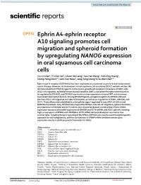 Ephrin A4-Ephrin Receptor A10 Signaling Promotes Cell Migration