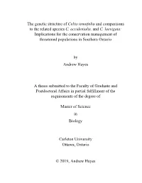 The Genetic Structure of Celtis Tenuifolia and Comparisons to the Related Species C
