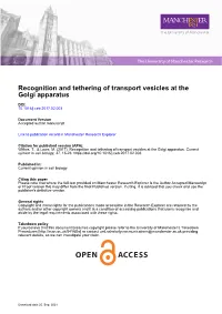 Recognition and Tethering of Transport Vesicles at the Golgi Apparatus