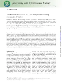 The Baculum Was Gained and Lost Multiple Times During Mammalian Evolution Nicholas G
