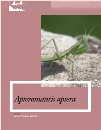Apteromantis Aptera