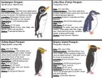Penguin Cards
