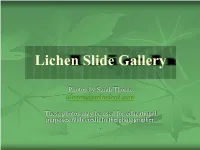 Lichen Slide Gallery