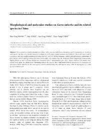 Morphological and Molecular Studies on Garra Imberba and Its Related Species in China