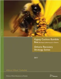 Gypsy Cuckoo Bumble Bee (Bombus Bohemicus) in Ontario