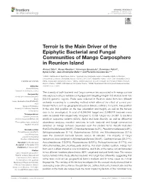 Terroir Is the Main Driver of the Epiphytic Bacterial and Fungal Communities of Mango Carposphere in Reunion Island