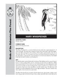 Hairy Woodpecker Body Has a Number of Nuts, Sometrees Andshrubs