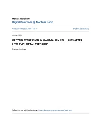 Protein Expression in Mammalian Cell Lines After Lowlevel Metal Exposure