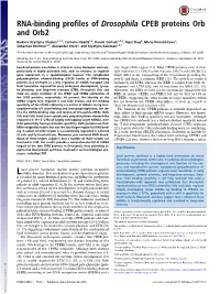 RNA-Binding Profiles of Drosophila CPEB Proteins Orb and Orb2