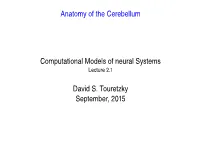 Anatomy of the Cerebellum Computational Models of Neural