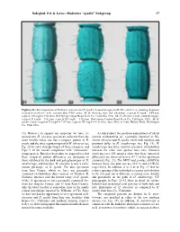 Soleglad, Fet & Lowe: Hadrurus “Spadix” Subgroup 17