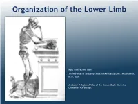 Introduction to the Lower Limb
