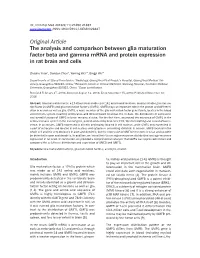 Original Article the Analysis and Comparison Between Glia Maturation Factor Beta and Gamma Mrna and Protein Expression in Rat Brain and Cells